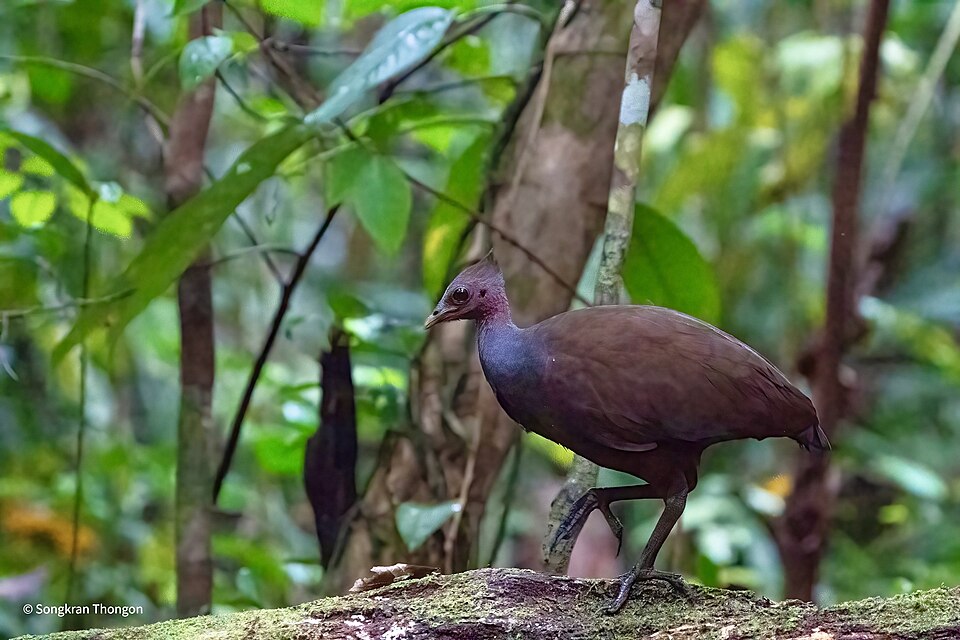 New Guinea Scrubfowl