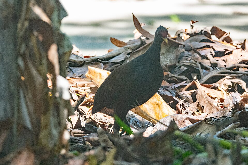 Melanesian Megapode