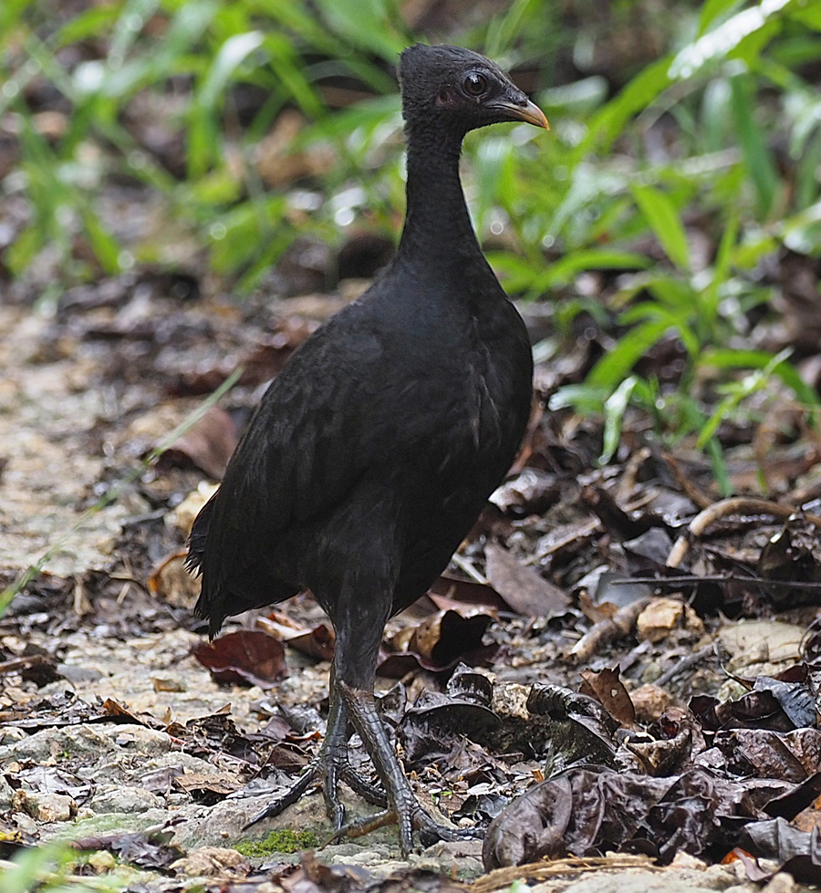 Dusky Megapode