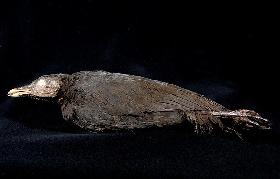 Biak Scrubfowl