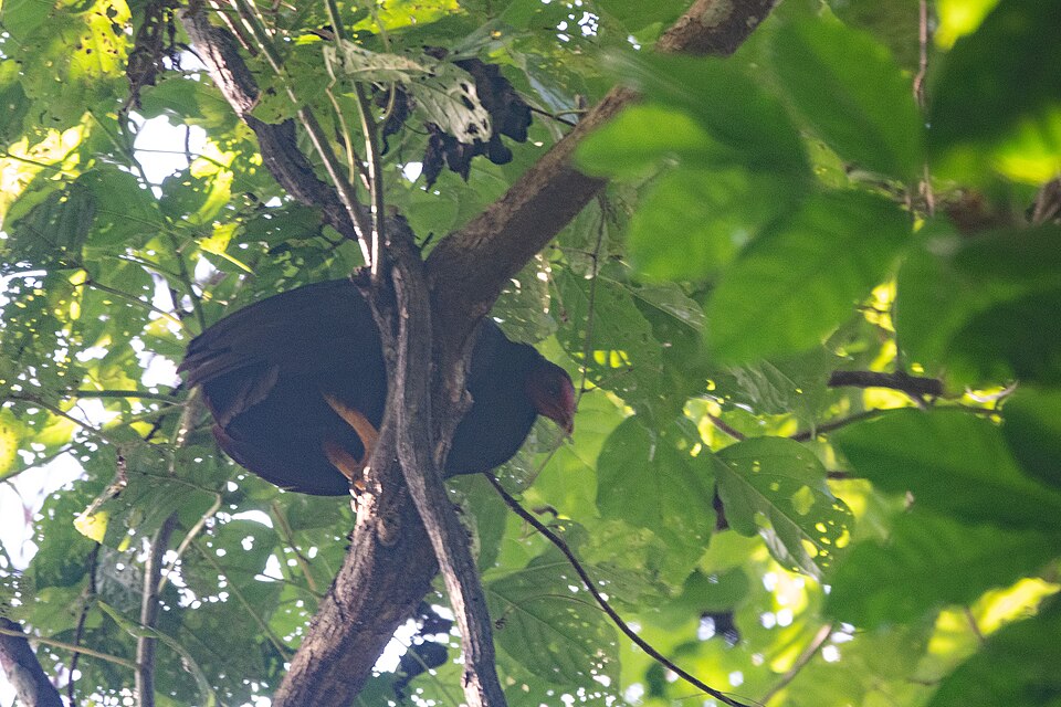 Vanuatu Megapode