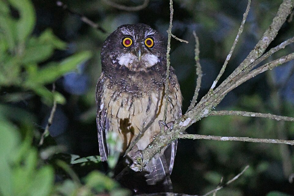 White-throated Screech Owl