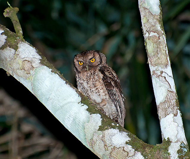 Black-capped Screech Owl