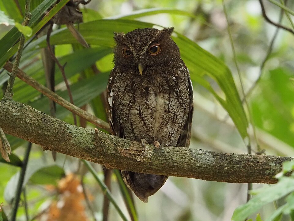 Choco Screech Owl