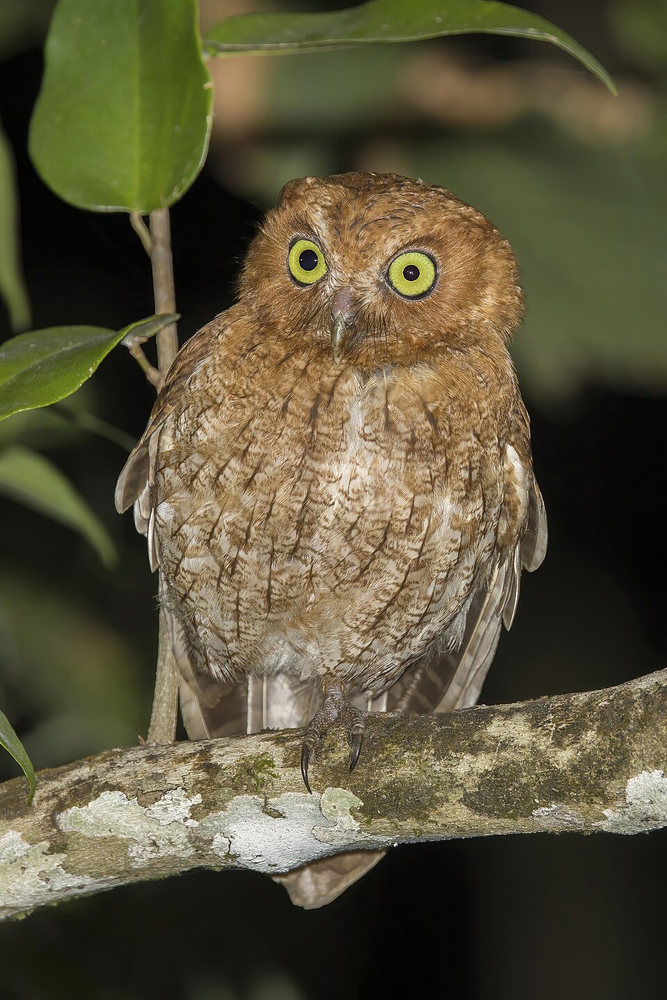 Middle American Screech Owl