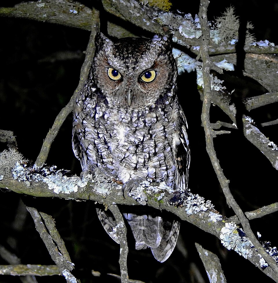 Yungas Screech Owl