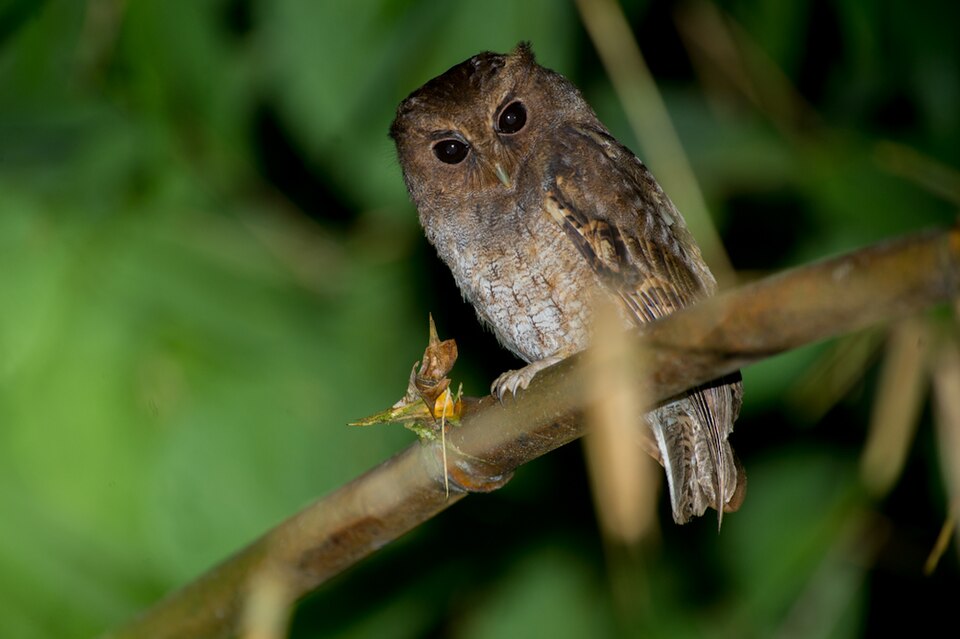 Rufescent Screech Owl