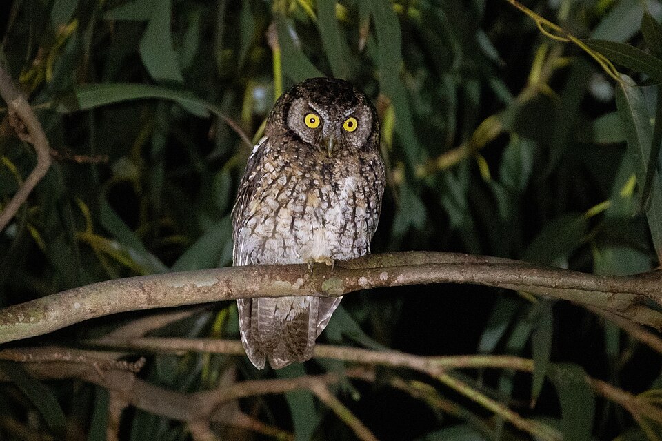 Koepcke's Screech Owl