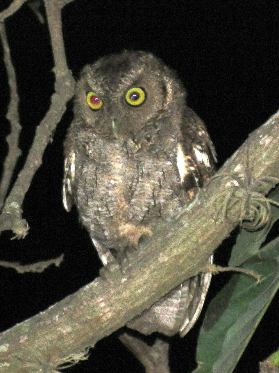 West Peruvian Screech Owl