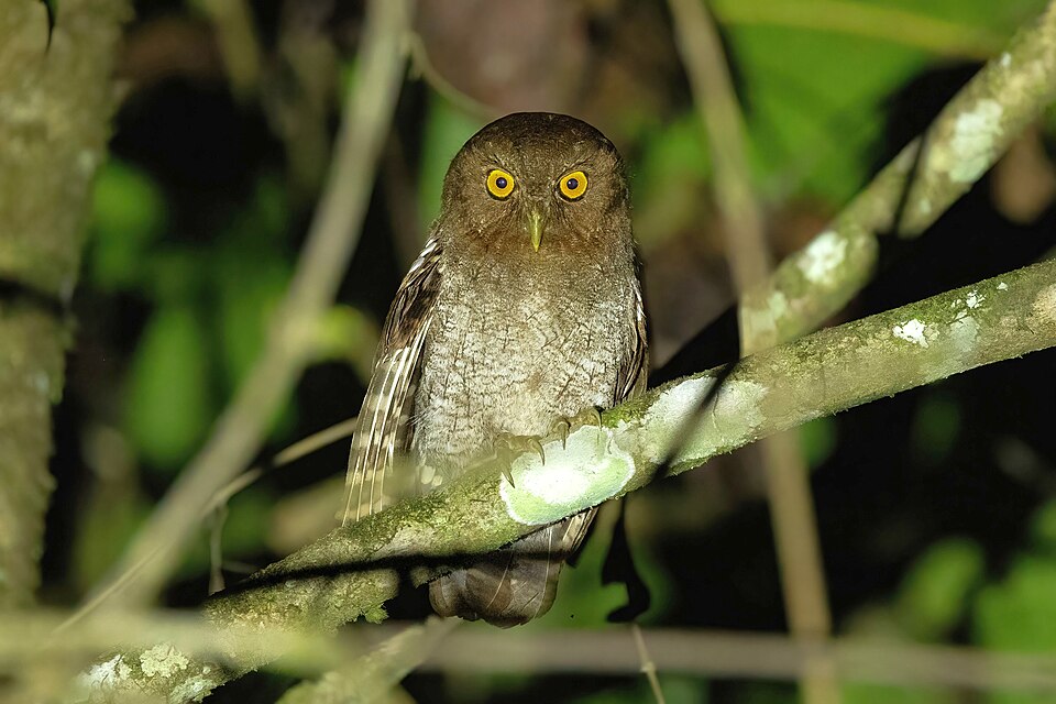 Foothill Screech Owl