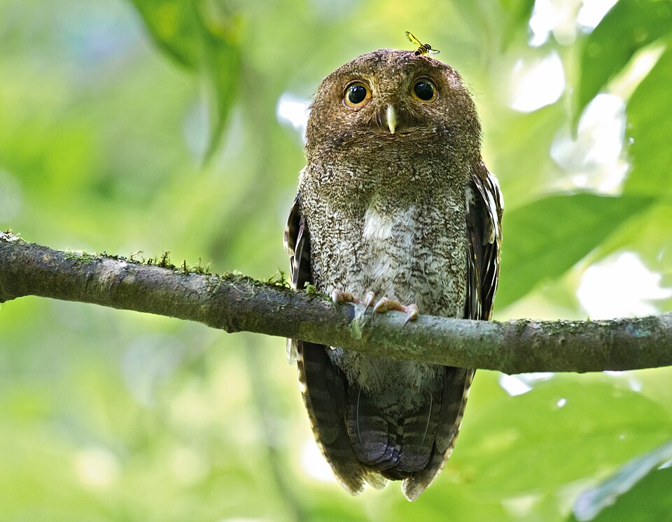 Vermiculated Screech Owl