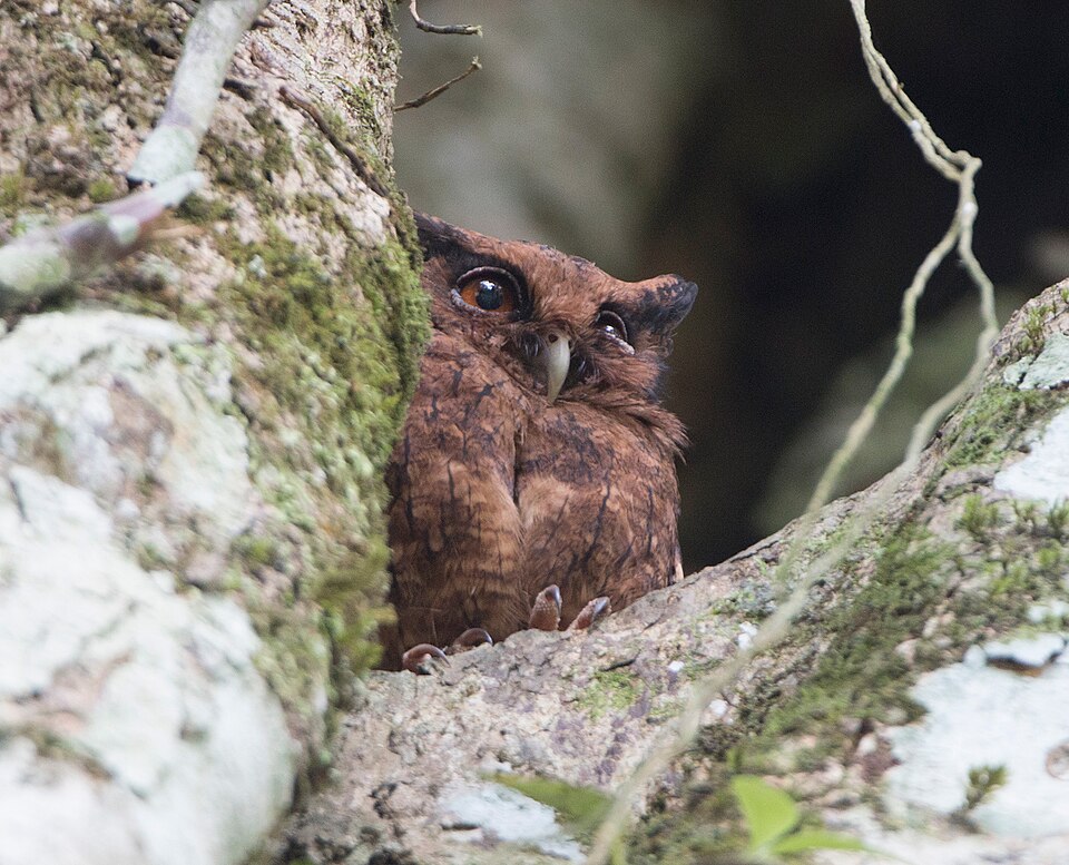 Tawny-bellied Screech Owl