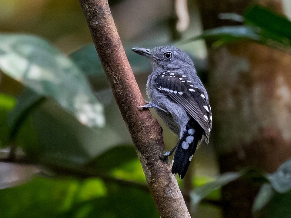 Pearly Antshrike