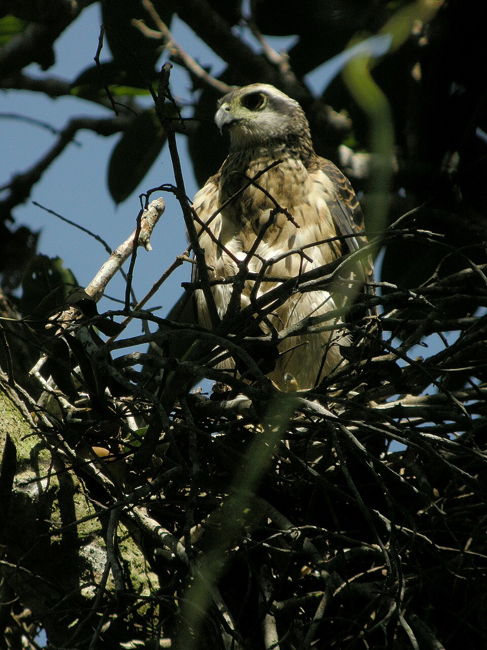 Doria's Goshawk
