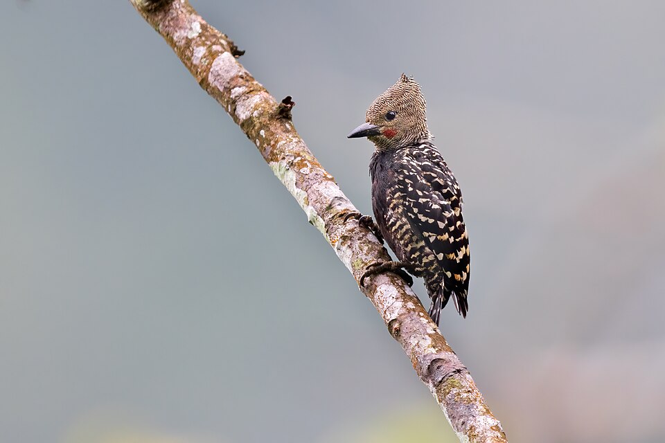 Buff-rumped Woodpecker