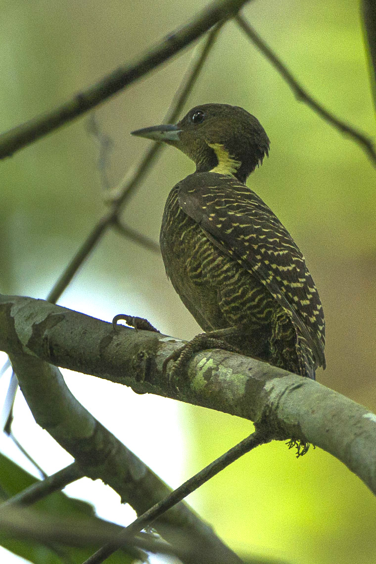 Buff-necked Woodpecker