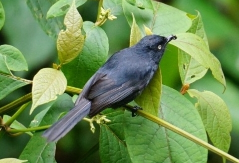 Yellow-eyed Black Flycatcher