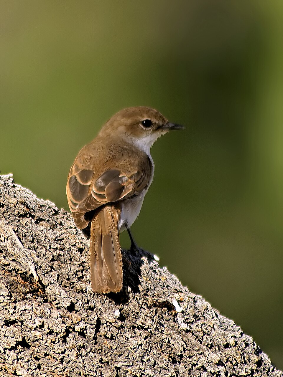 Marico Flycatcher