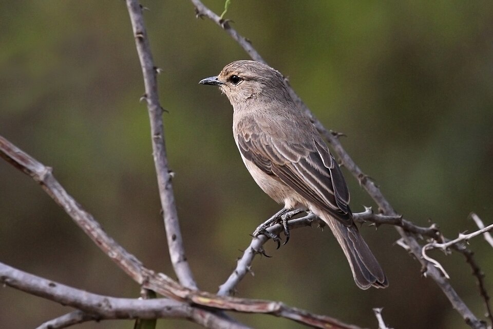 African Grey Flycatcher