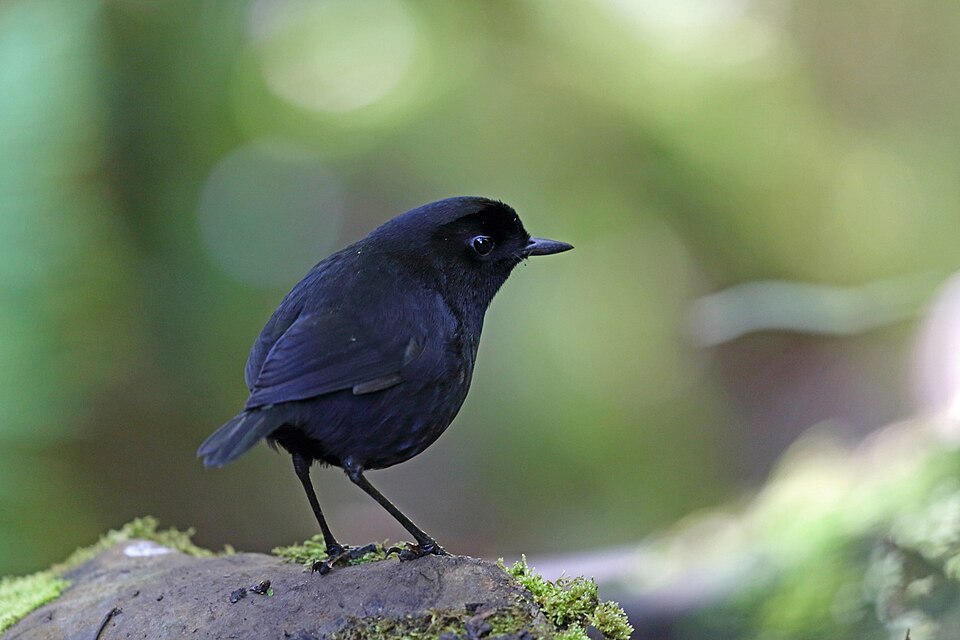 Lesser Melampitta
