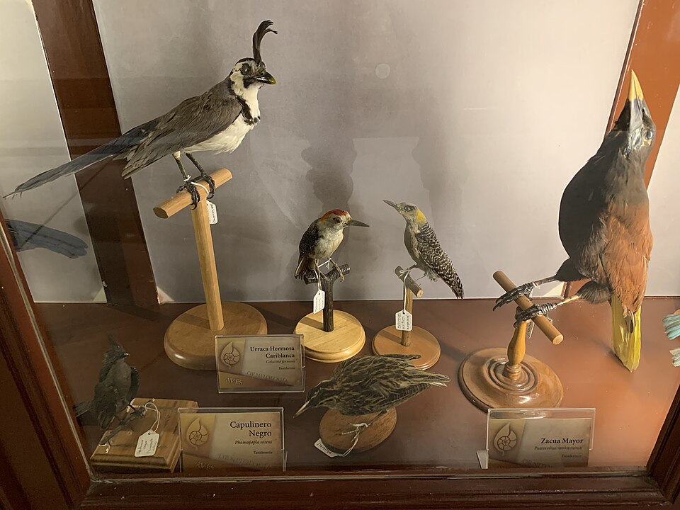 Golden-fronted Woodpecker