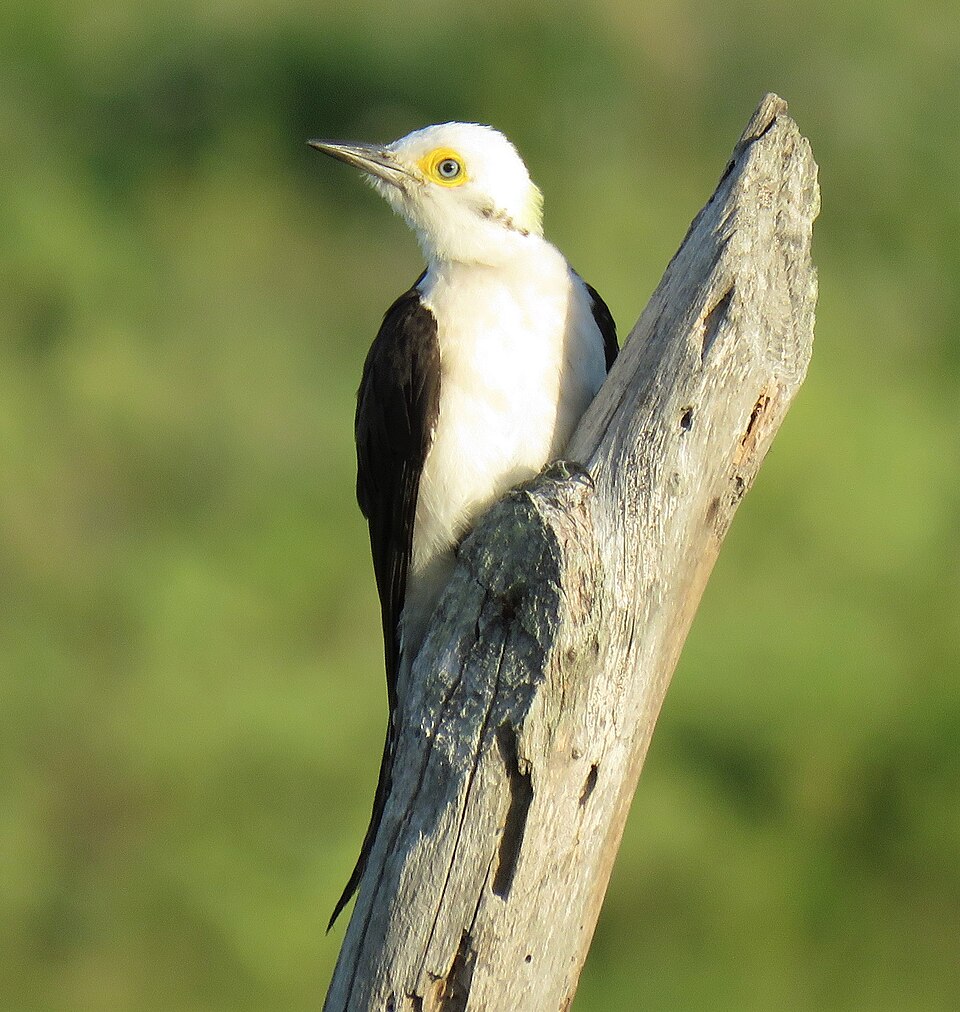White Woodpecker