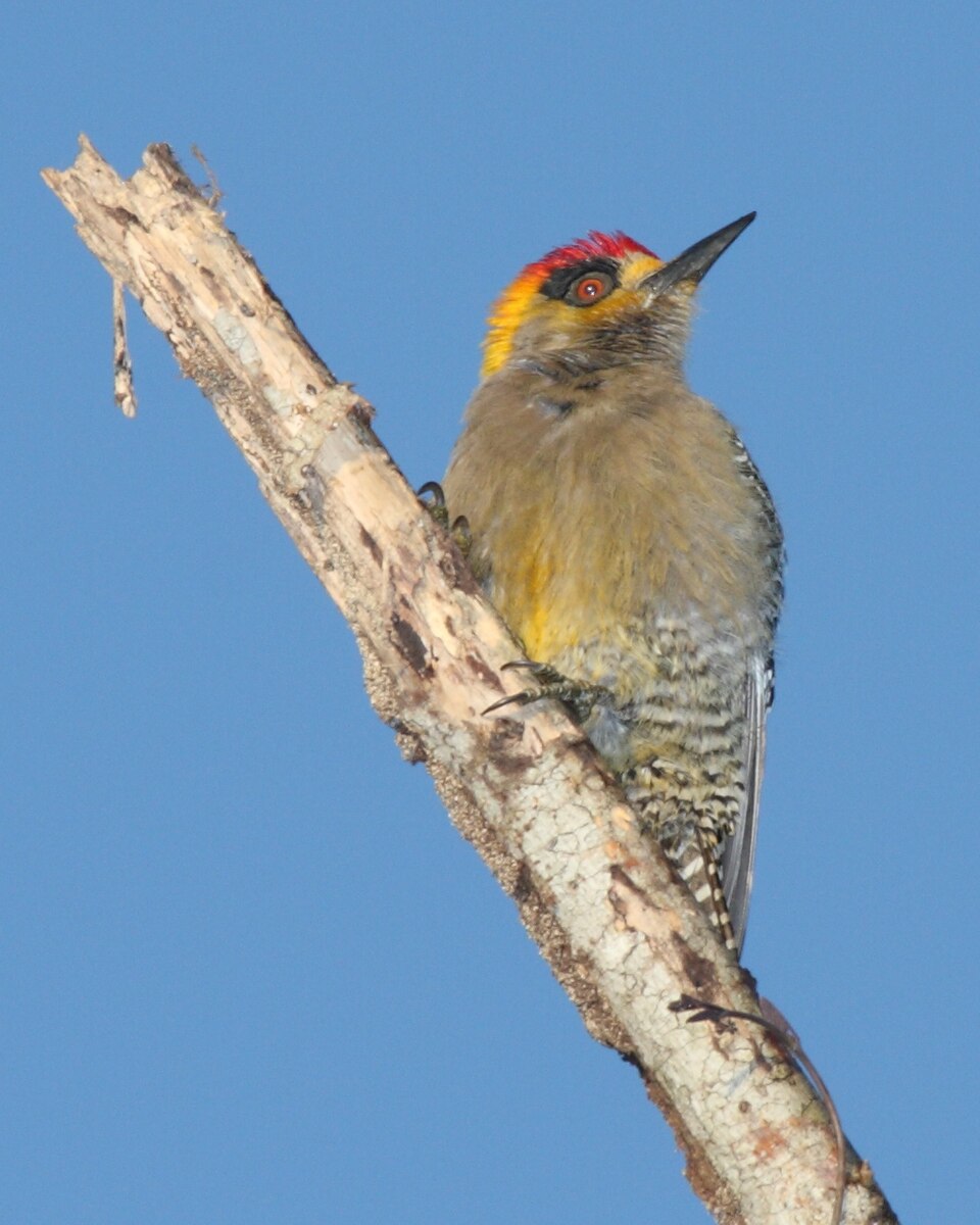 Golden-cheeked Woodpecker