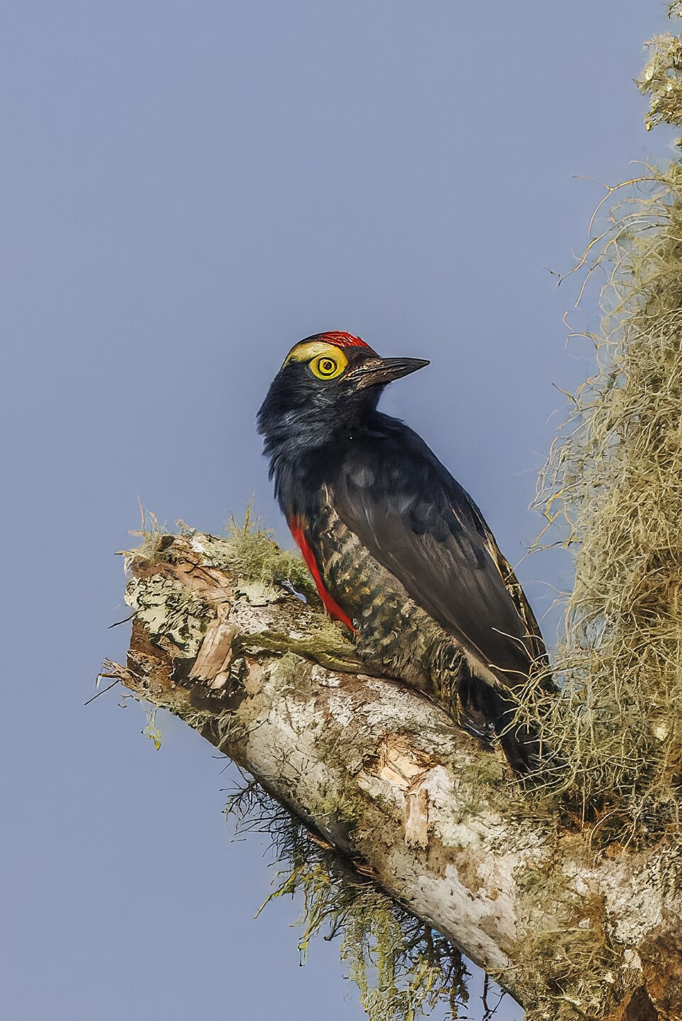 Yellow-tufted Woodpecker