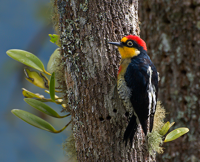 Yellow-fronted Woodpecker