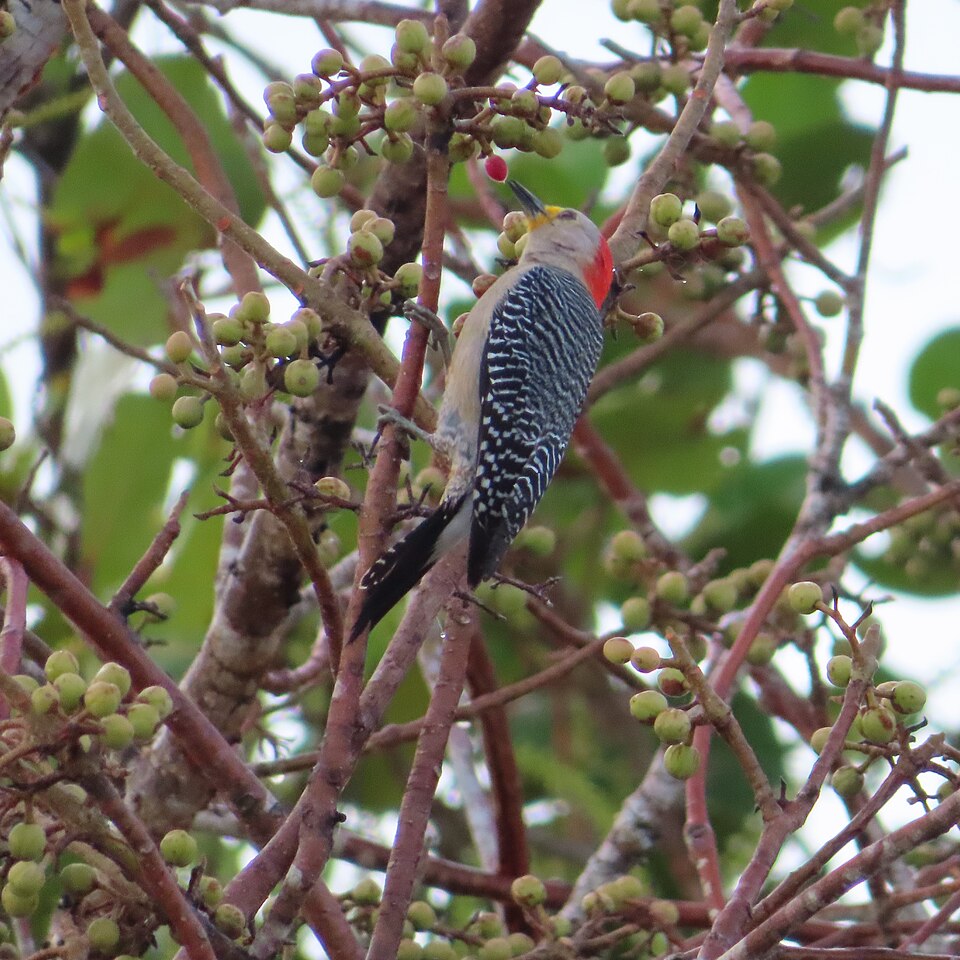 Yucatan Woodpecker