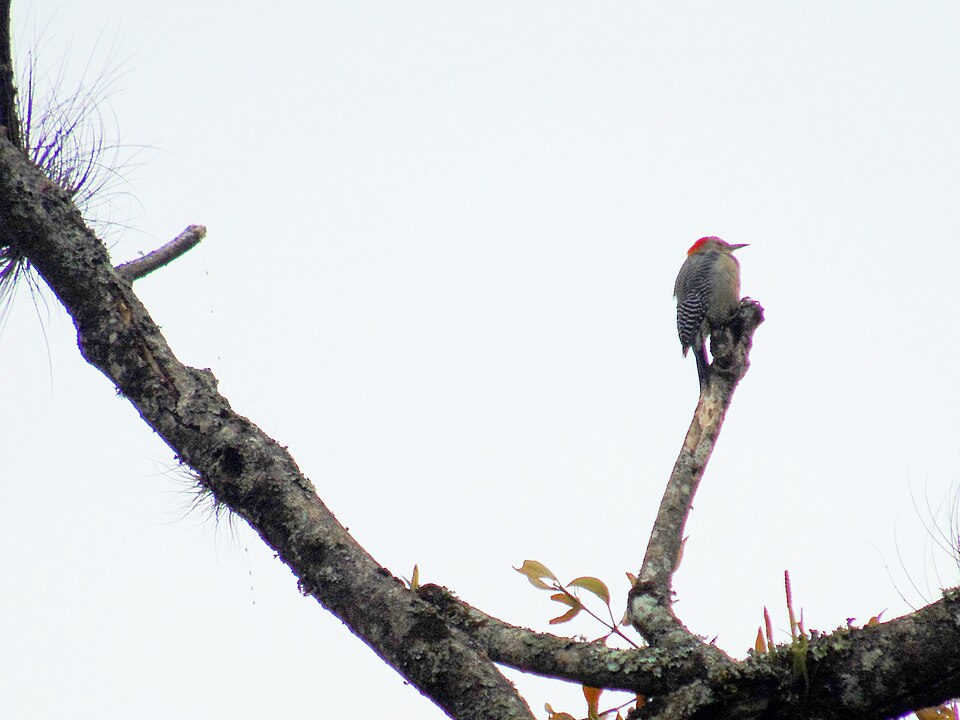 Velasquez's Woodpecker