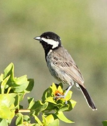 Grey Tit