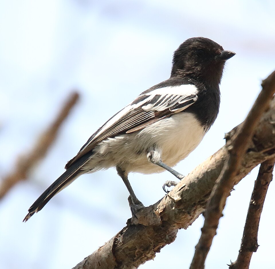 White-bellied Tit
