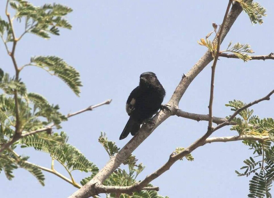 Carp's Tit