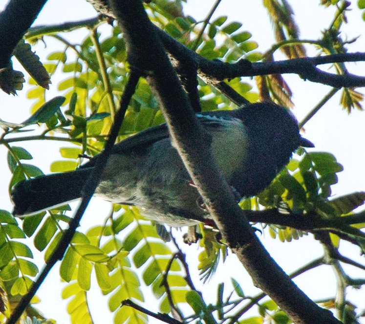 Stripe-breasted Tit