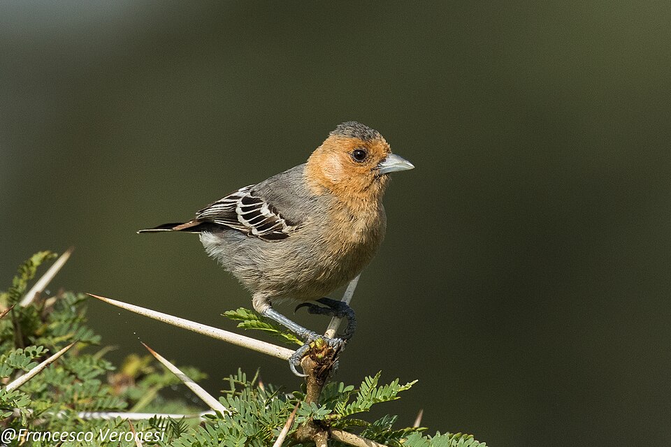 Red-throated Tit