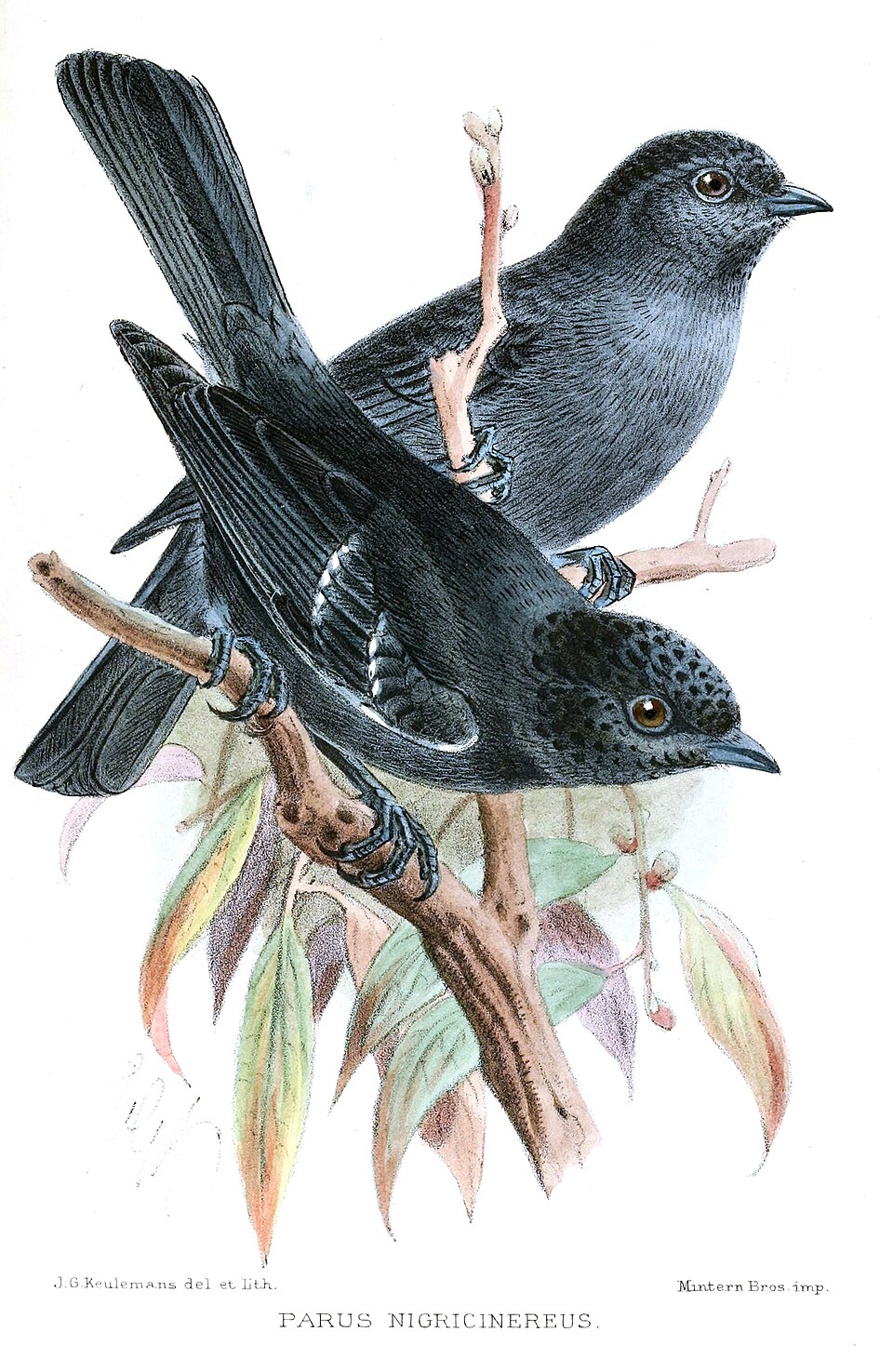 Dusky Tit
