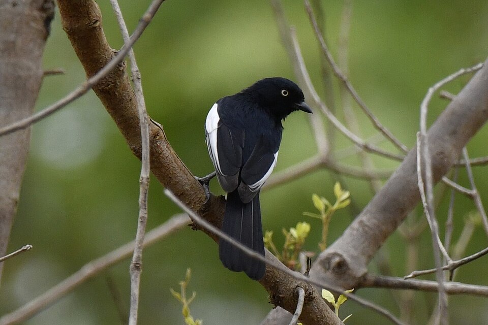 White-shouldered Black Tit