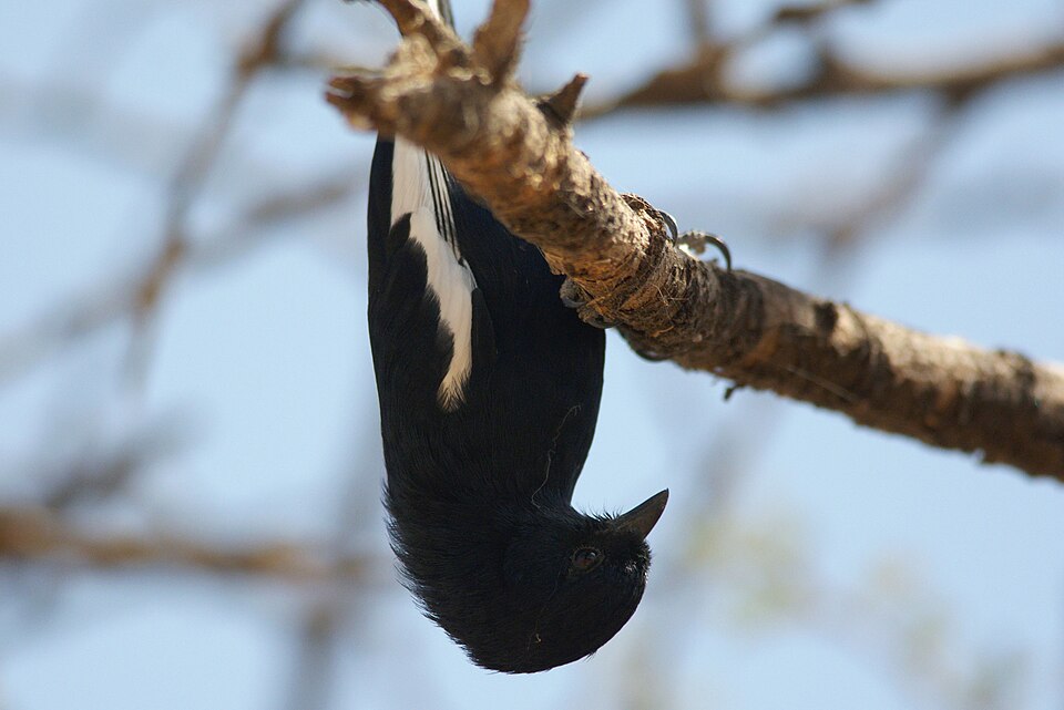 White-winged Black Tit