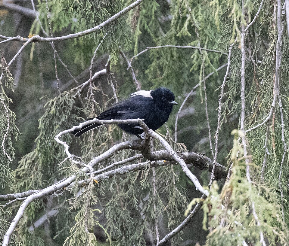 White-backed Black Tit