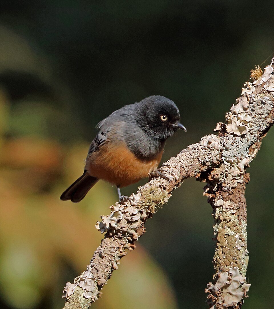 Cinnamon-breasted Tit