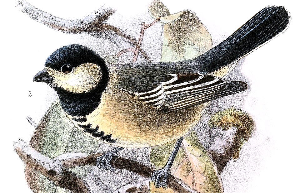 Acacia Tit