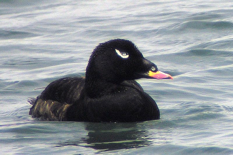 White-winged Scoter