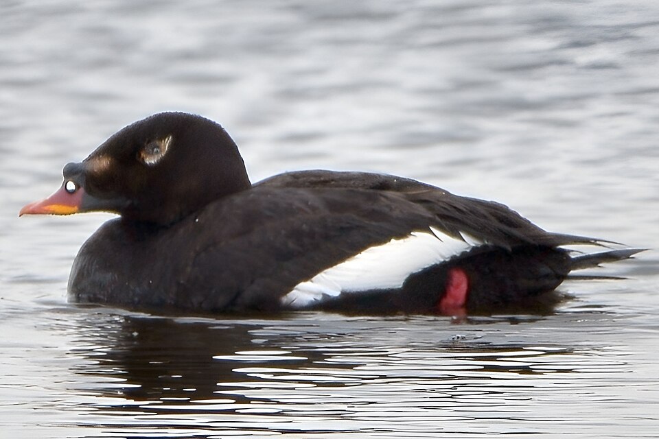 Stejneger's Scoter