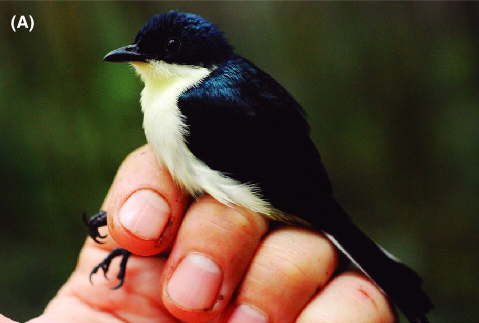 Satin Berrypecker