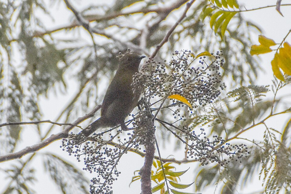 Mid-mountain Berrypecker