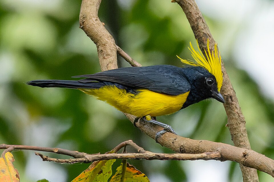 Sultan Tit