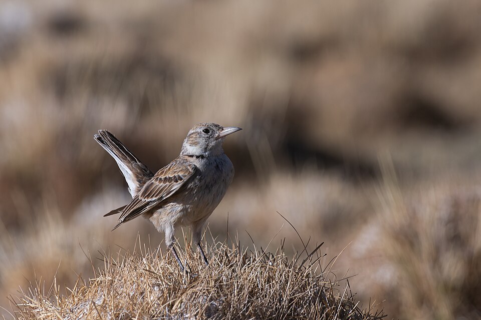 Tibetan Lark