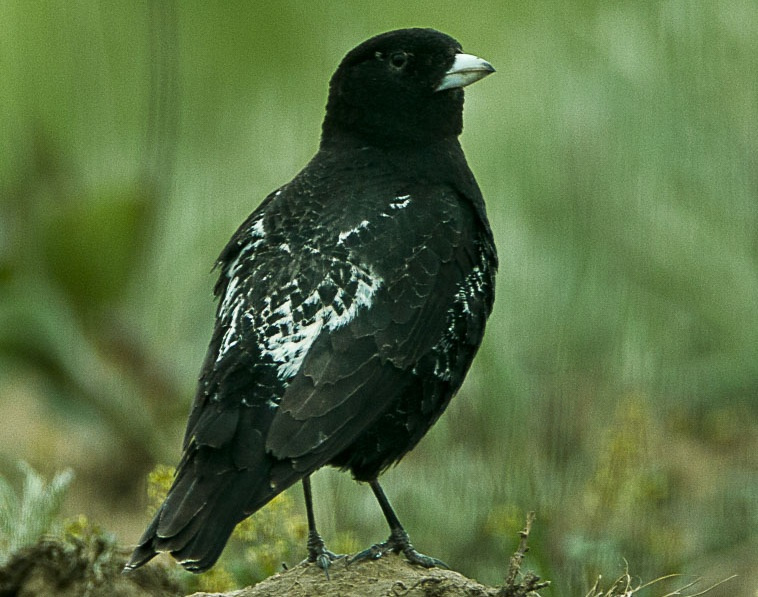 Black Lark