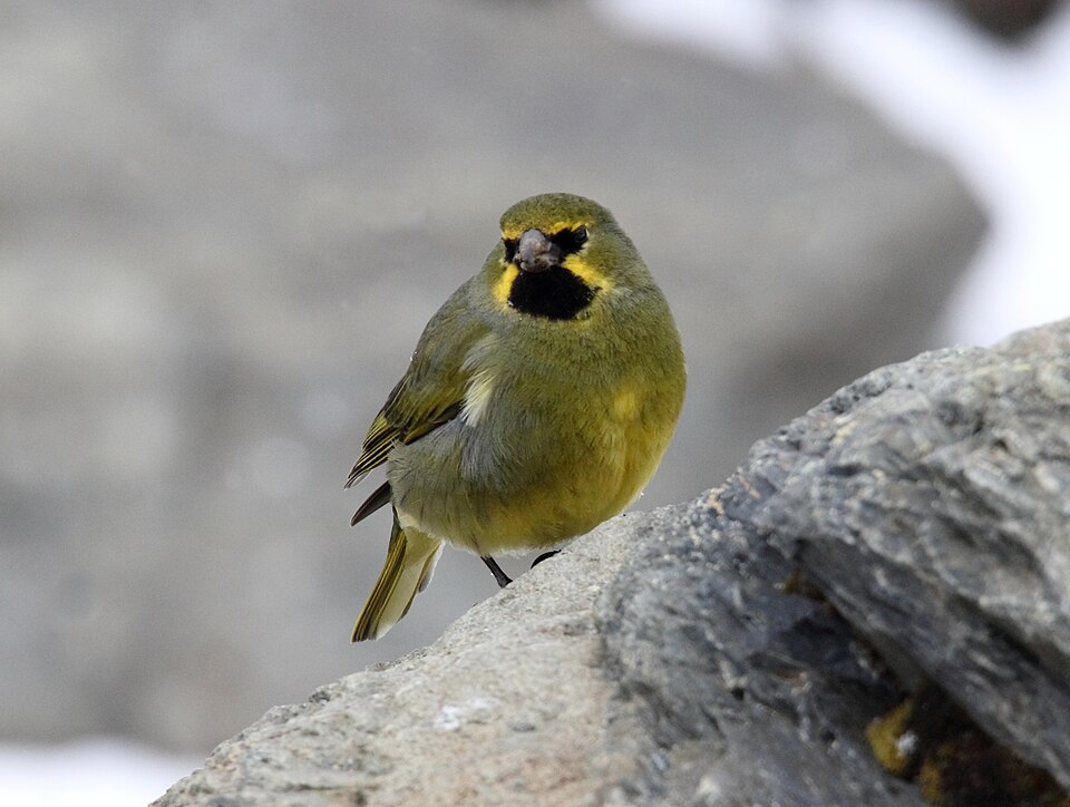 Yellow-bridled Finch